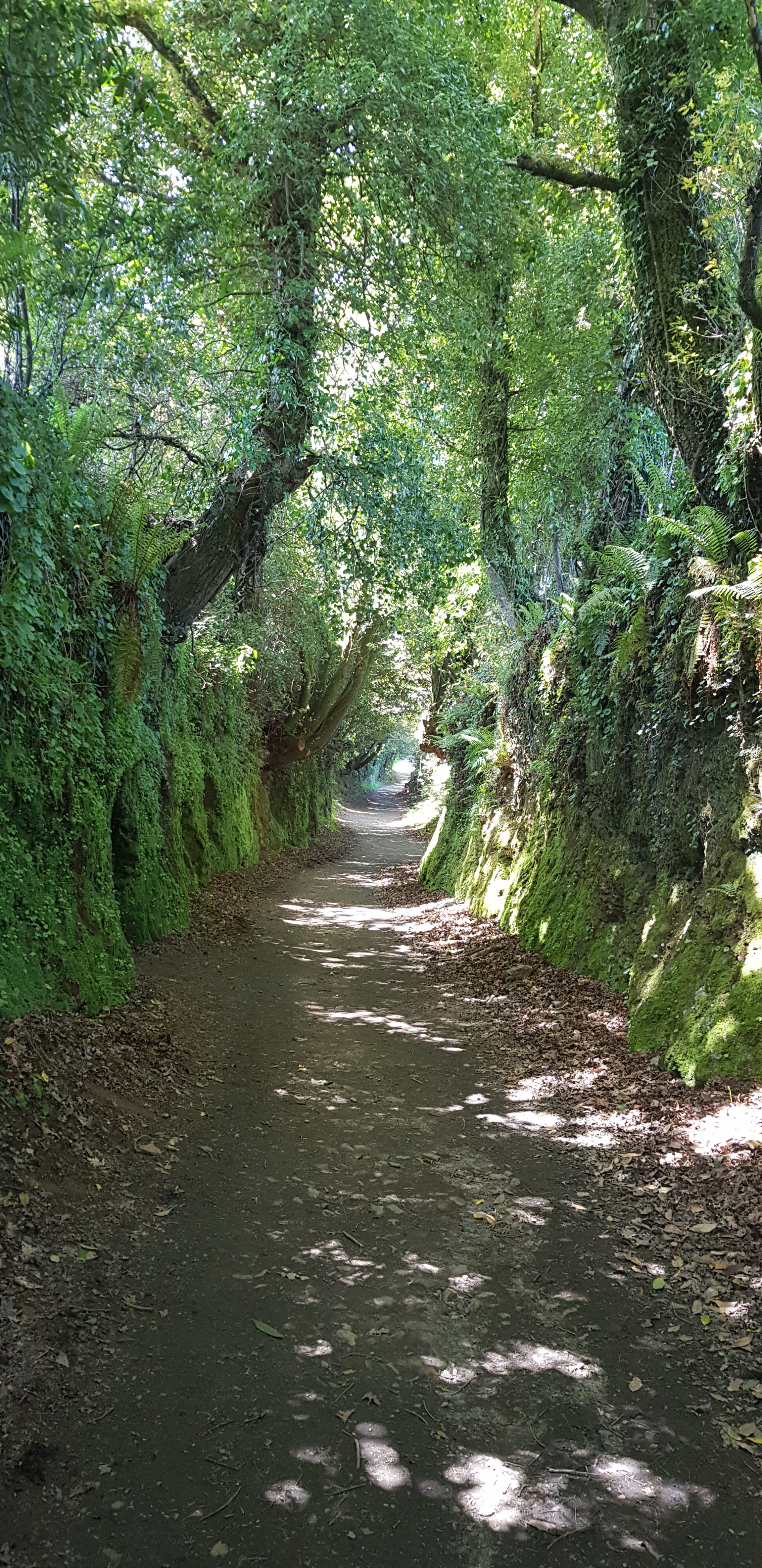 Camino de Santiago Frances s kolesom – kolo – fotografija 40