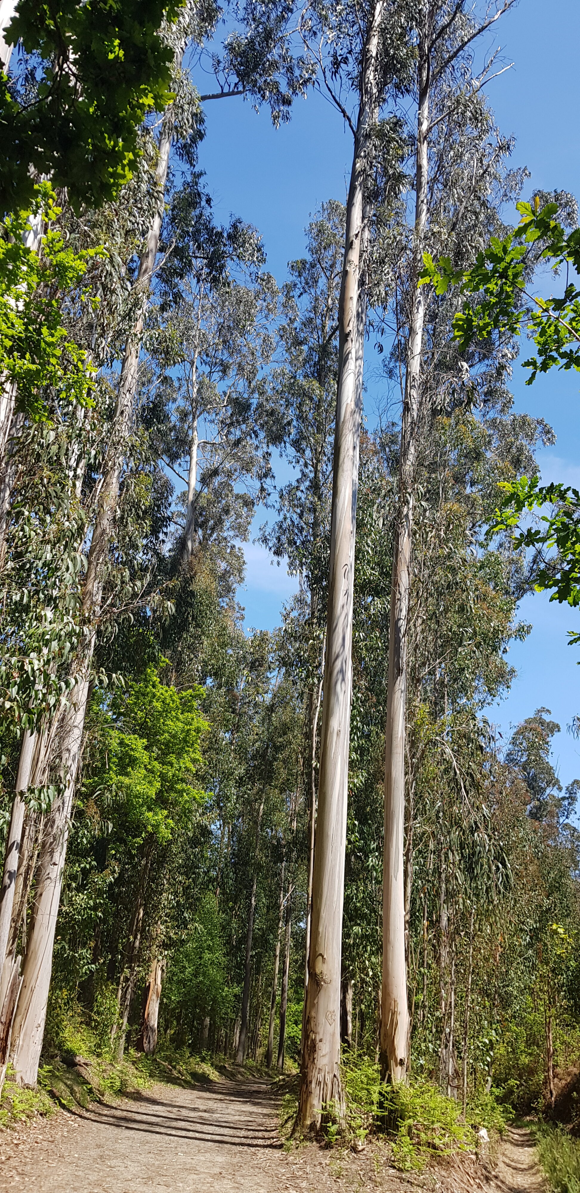Camino de Santiago Frances s kolesom – kolo – fotografija 35